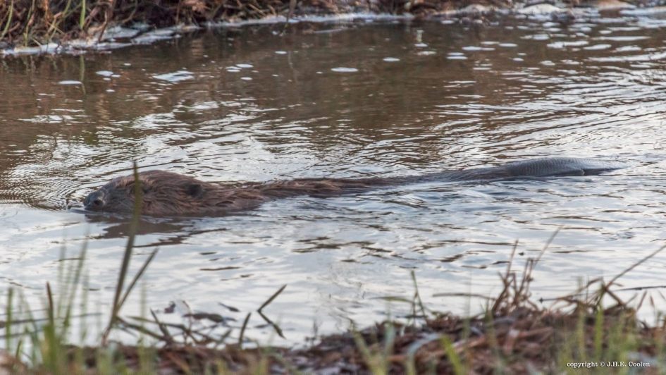 B..... - Zoogdieren - Bever