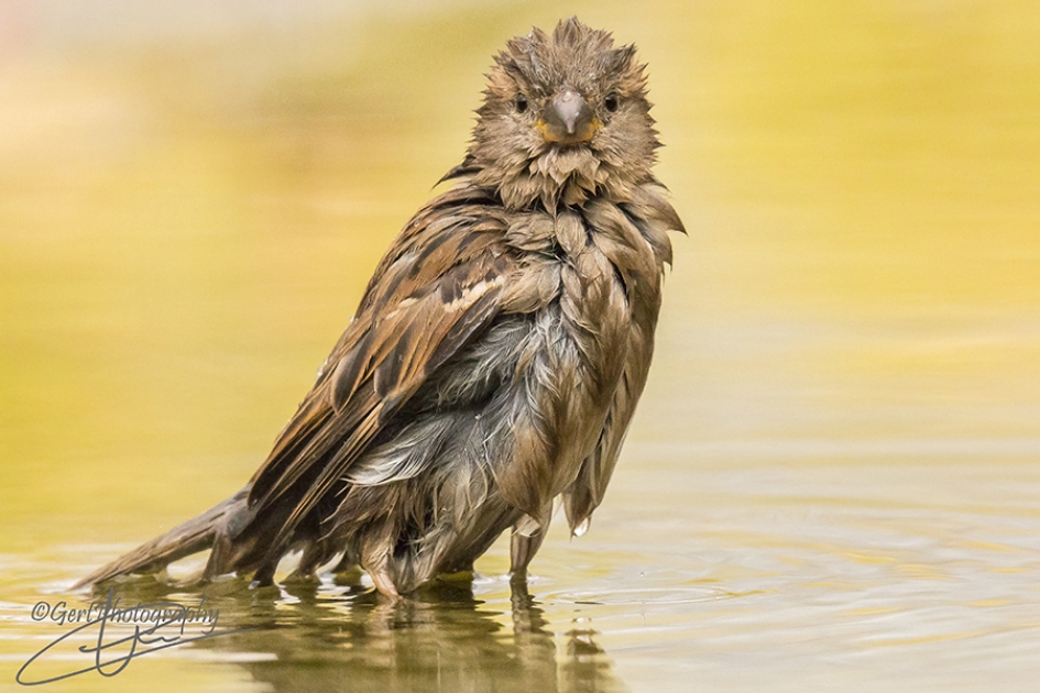 Badmus zonder badmuts - Vogels - Huismus