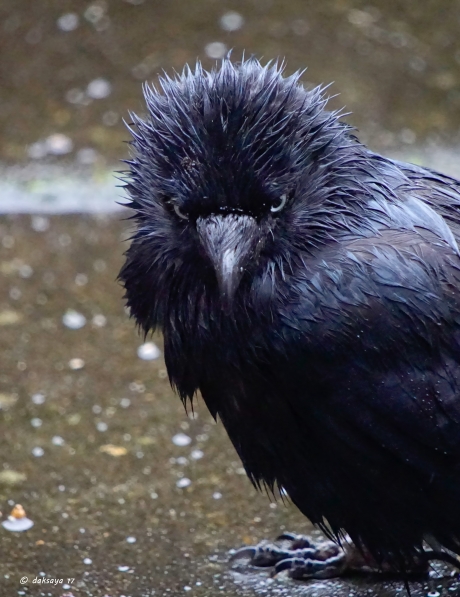 Bah, wat een rotweer!