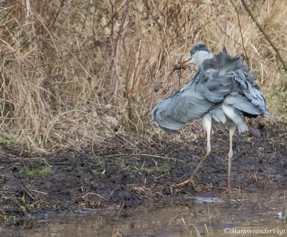 Balancerend - Vogels - Reiger