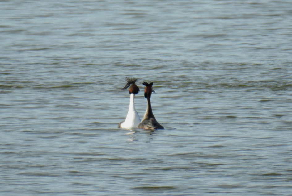 Baltsende futen - Vogels - Fuut