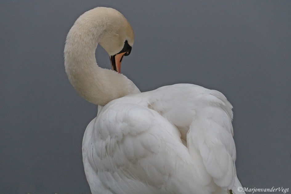 Beeldschoon - Vogels - zwaan