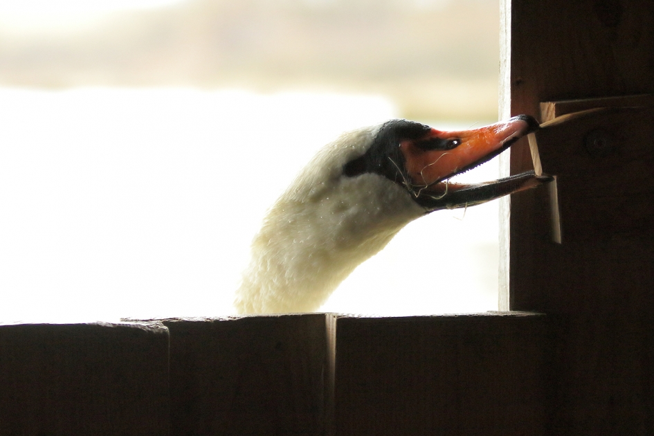 belangstelling - Vogels - 