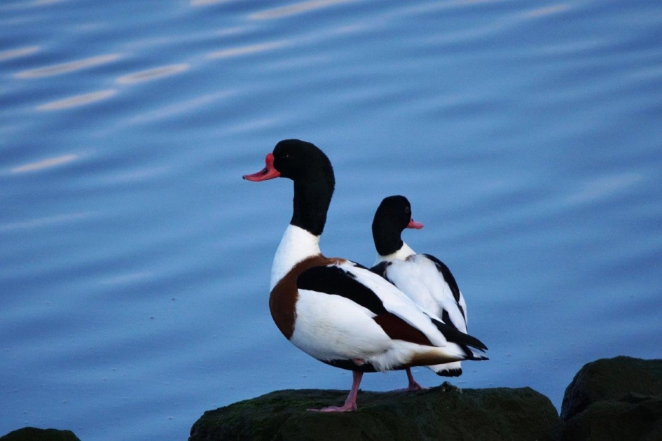 Berg eenden - Vogels - Bergeend