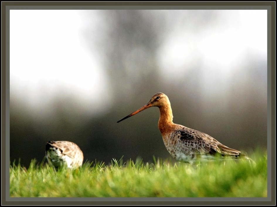 Berm toerisme - Vogels - Grutto