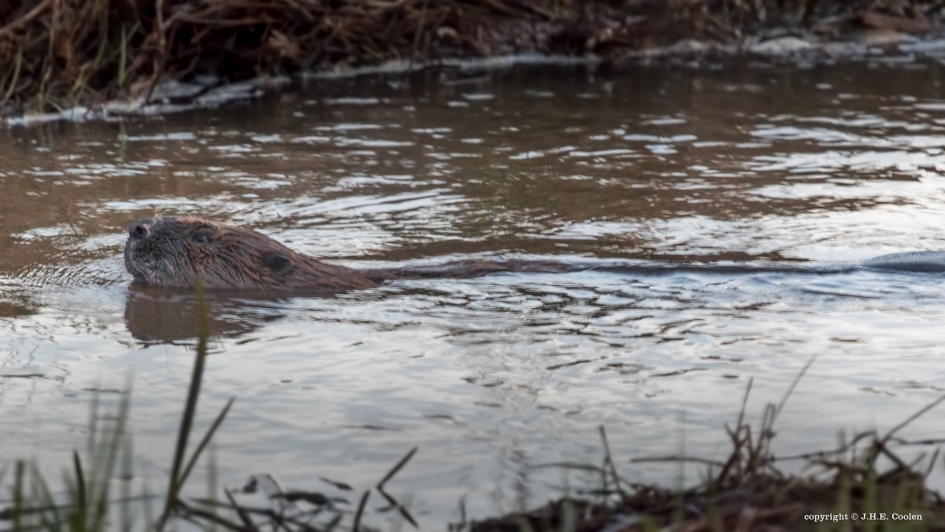 Bever - Zoogdieren - Bever