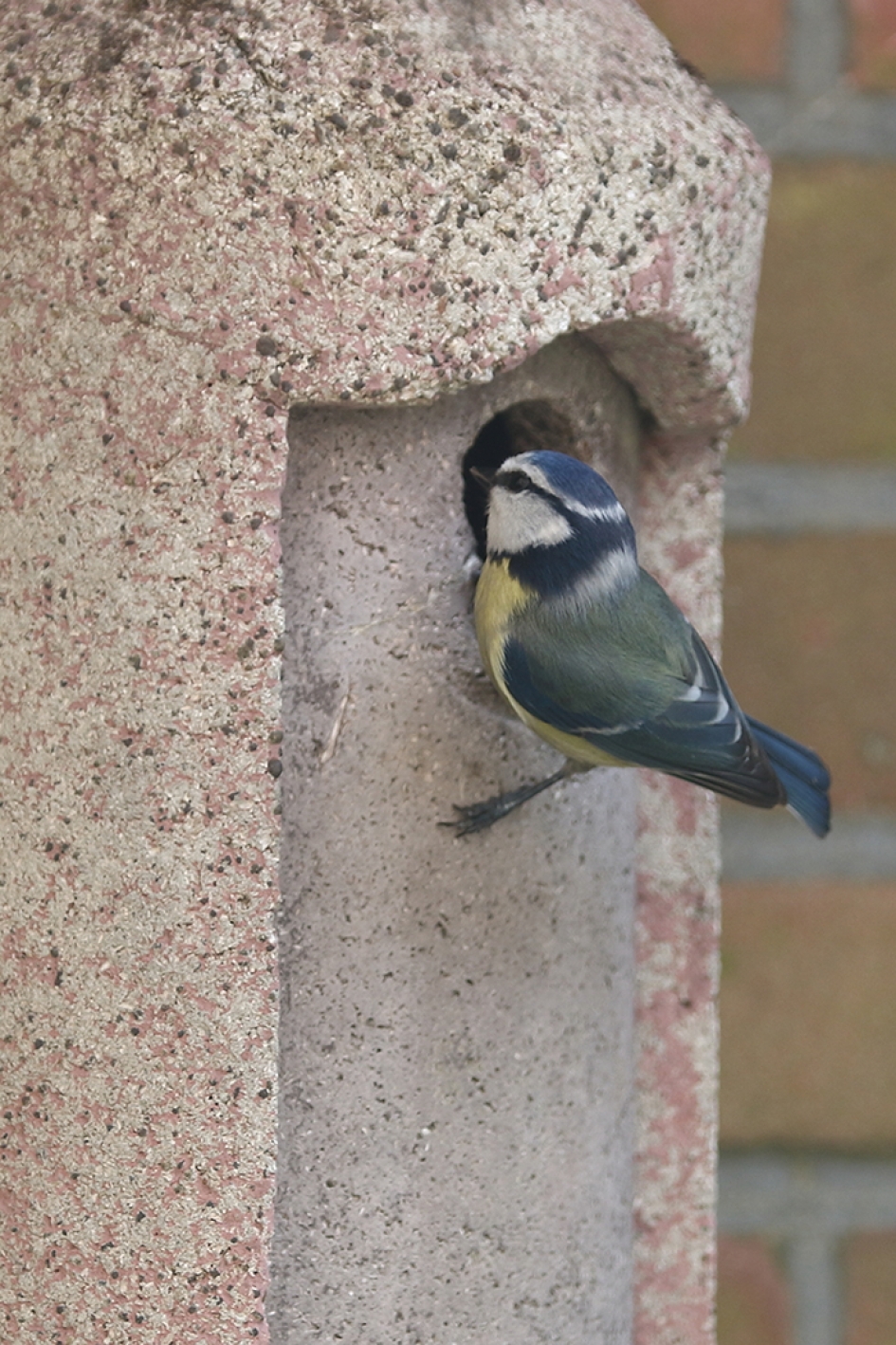 bezichtiging - Vogels - 