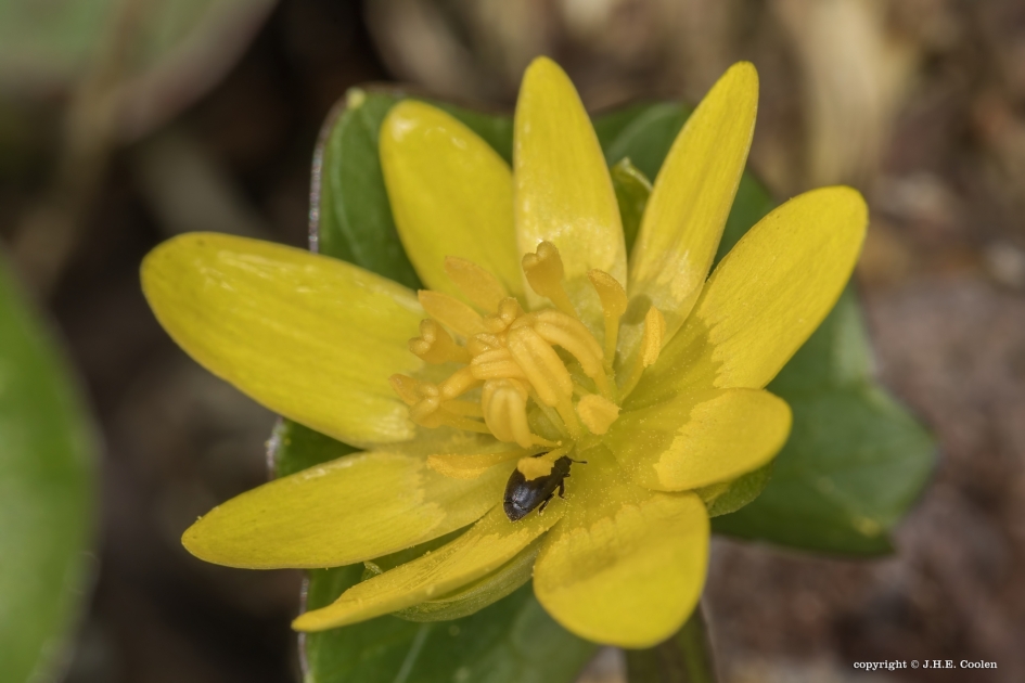 Bezoek - Planten - Speenkruid