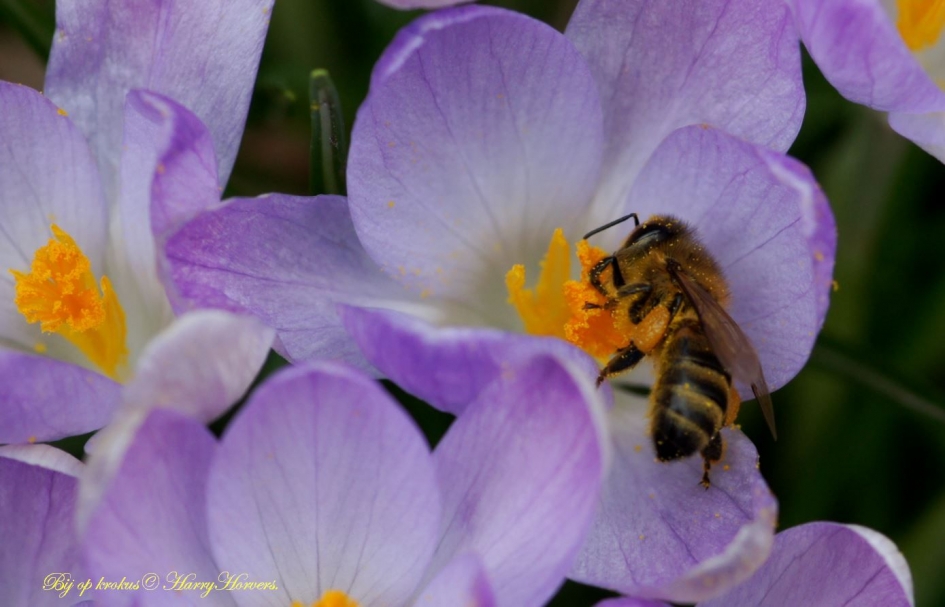 Bij op krokus - Geleedpotigen - 