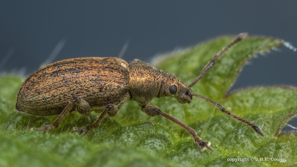 Bladsnuitkever - Geleedpotigen - Bladsnuitkever