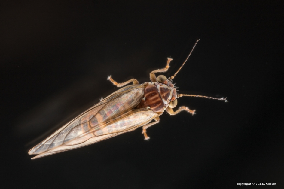 Bladvlo - Geleedpotigen - Bladvlo