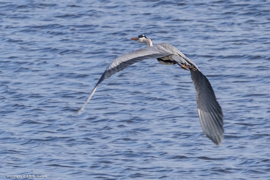 Blauw - Vogels - Blauwe reiger