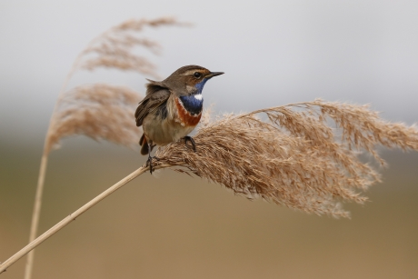 Blauwborst