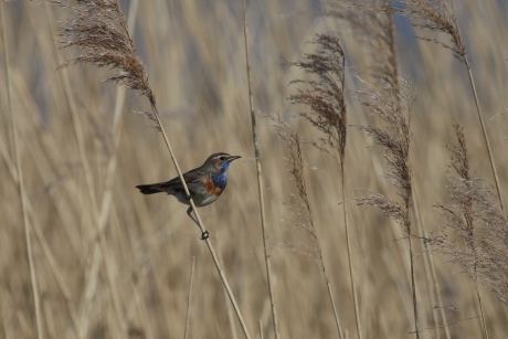 Blauwborst man in het riet