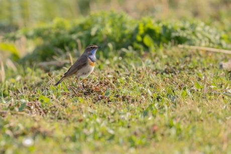 Blauwborst weer terug in het land