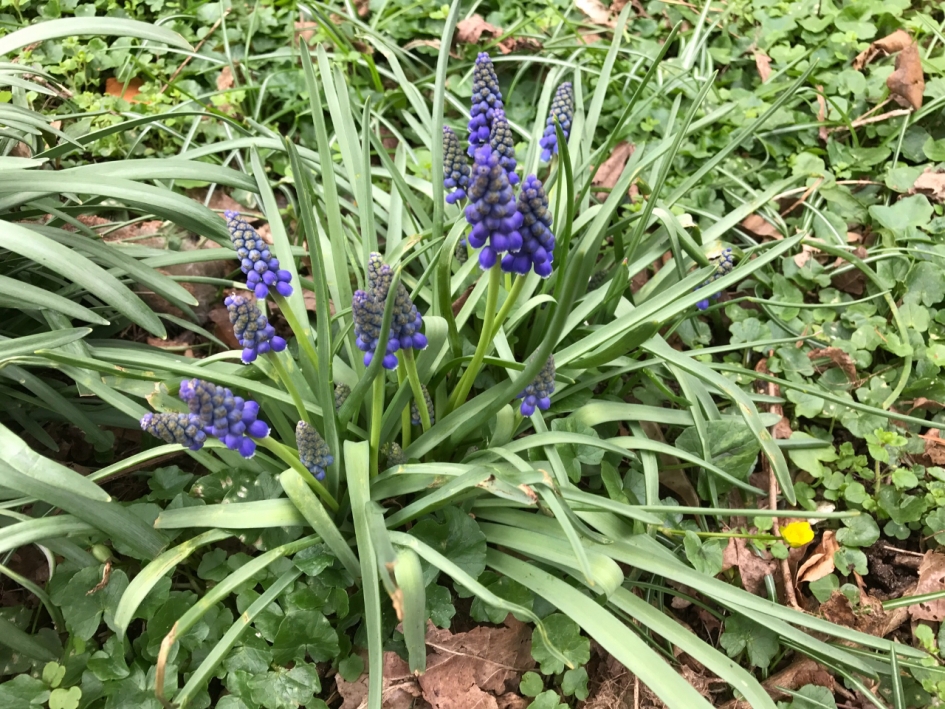 Blauwe druifjes - Planten - 