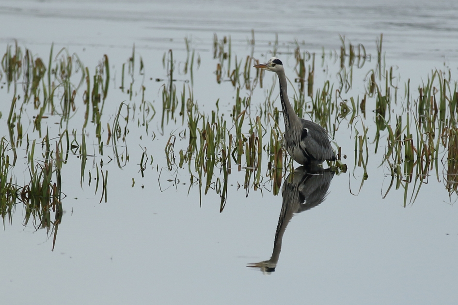 blauwe reiger - Vogels - 