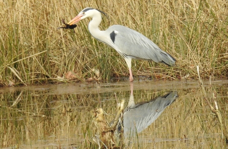 Blauwe reiger hapt een prooi weg