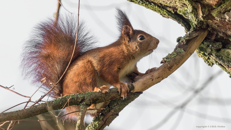 Blije gast - Zoogdieren - Eekhoorn
