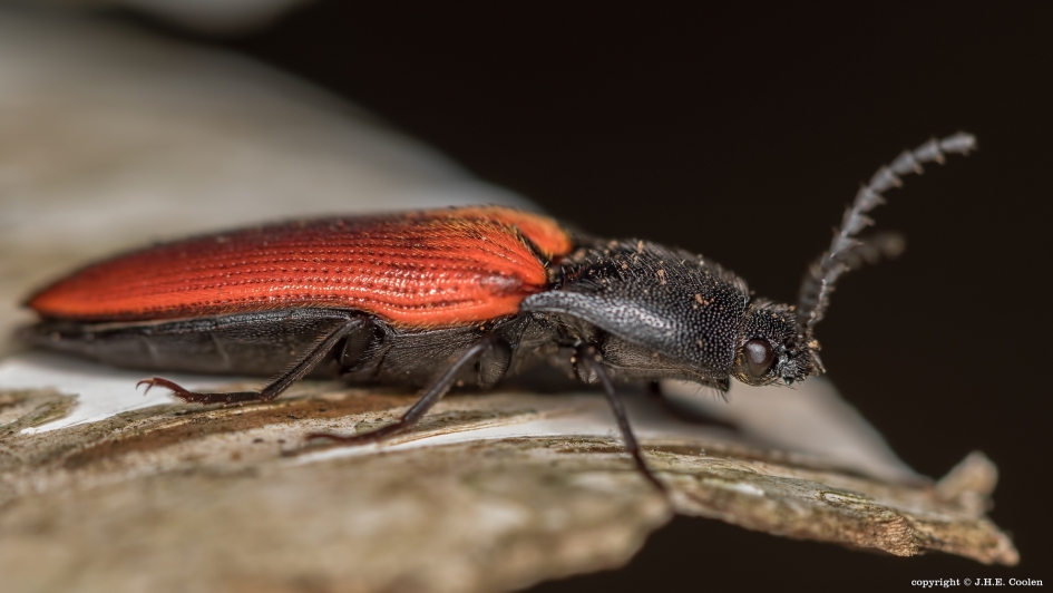 Bloedrood - Geleedpotigen - Bloedrode kniptor