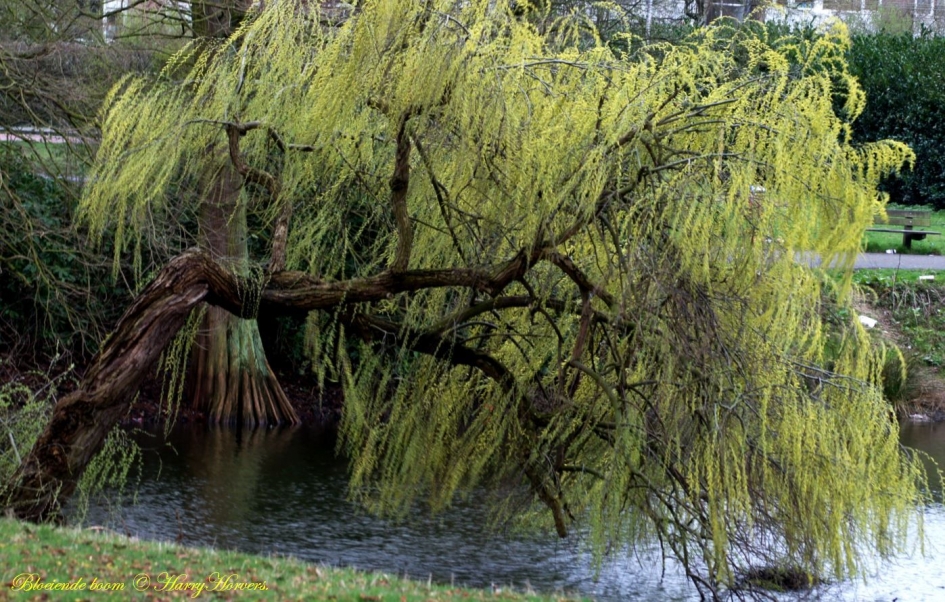 Bloeiende boom - Planten - 