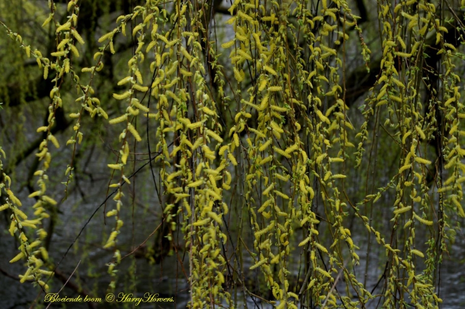 Bloeiende boom - Planten - 