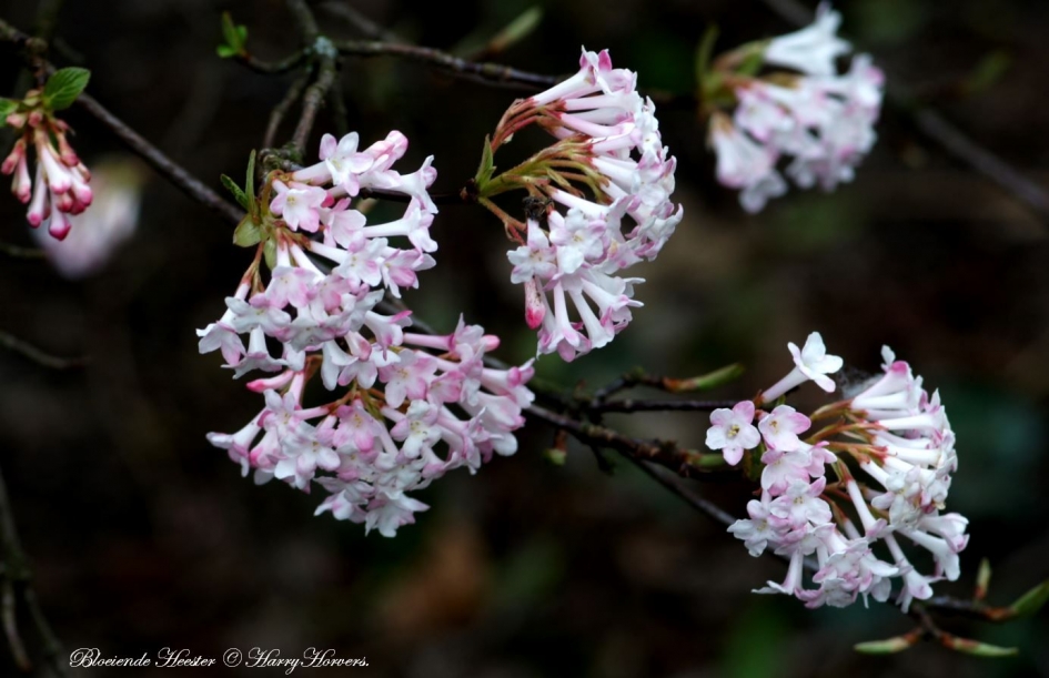Bloeiende Heester - Planten - 