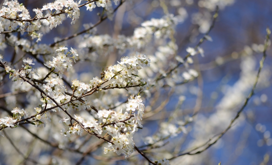 Sleedoorn in volle bloei - Planten - Sleedoorn