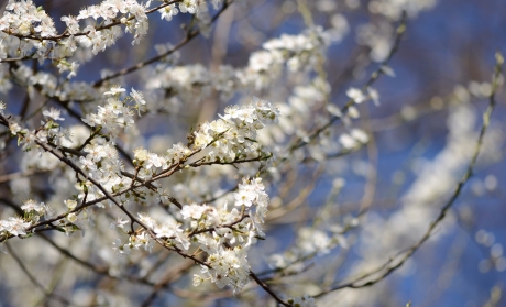 Sleedoorn in volle bloei