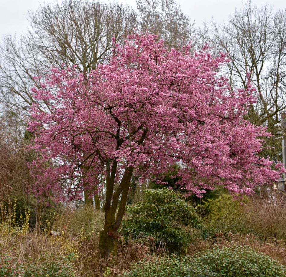 Bloesemboom - Planten - 