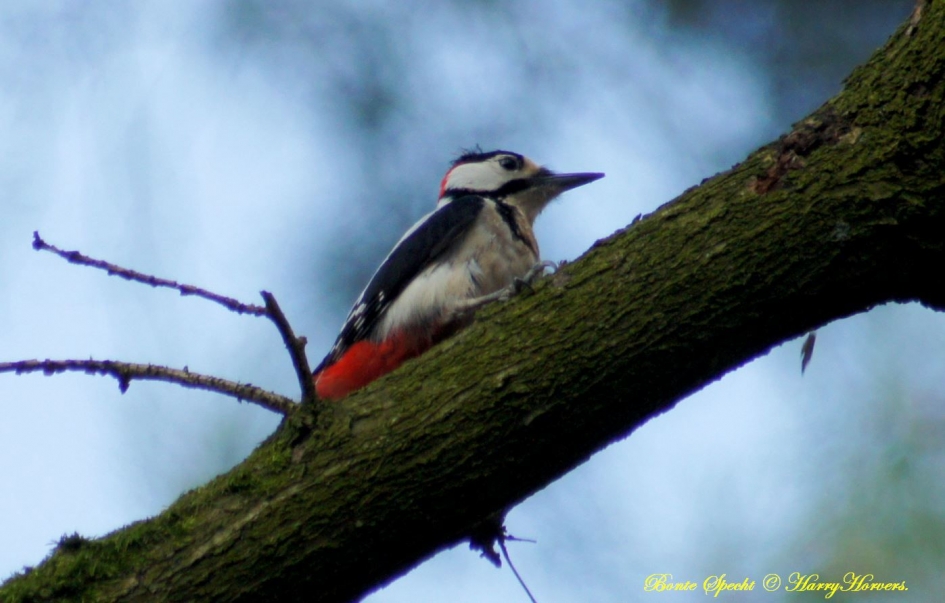 Bonte Specht - Vogels - Bonte Specht