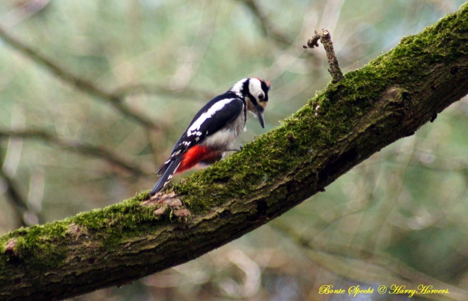 Bonte Specht - Vogels - Bonte Specht