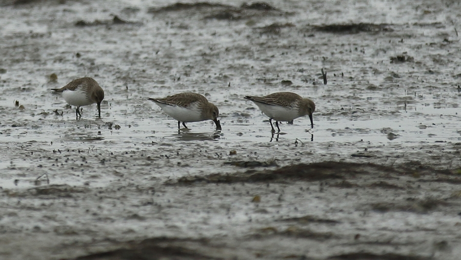 bonte strandloper - Vogels - 