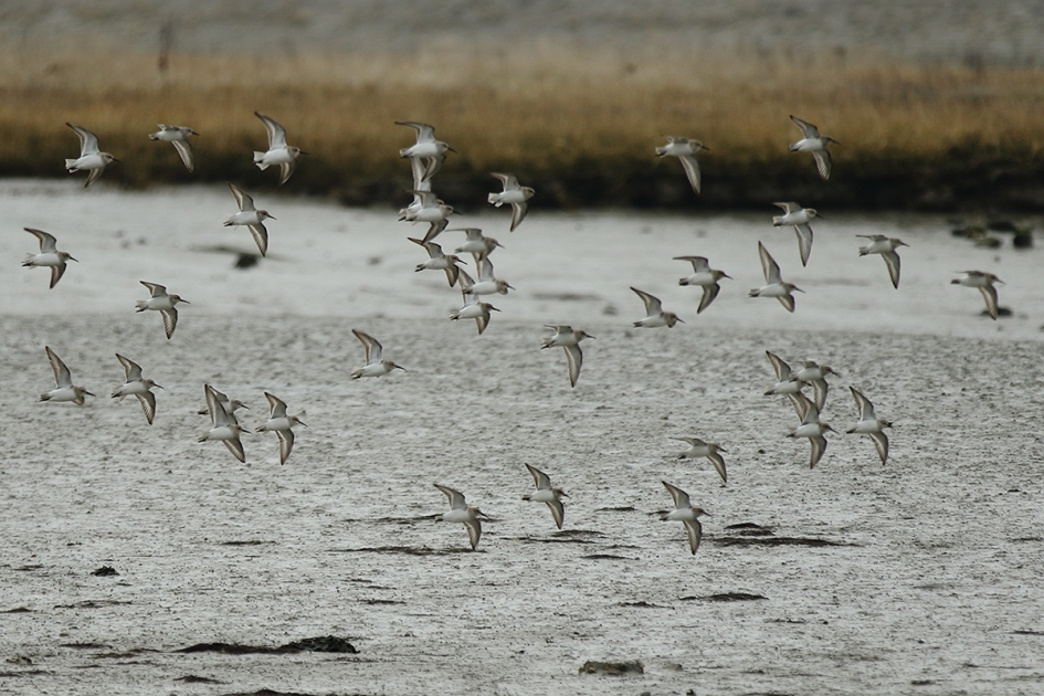 bonte strandlopers - Vogels - 