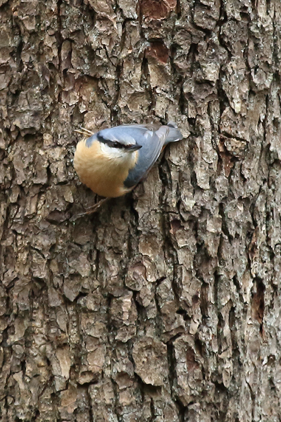 boomklever - Vogels - 