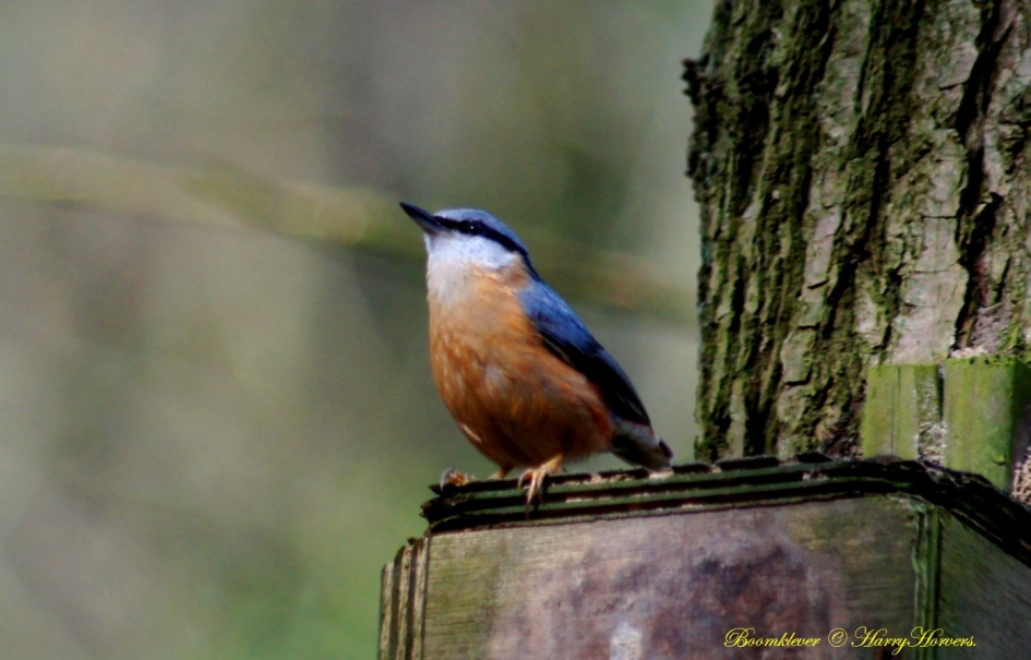 Boomklever - Vogels - 