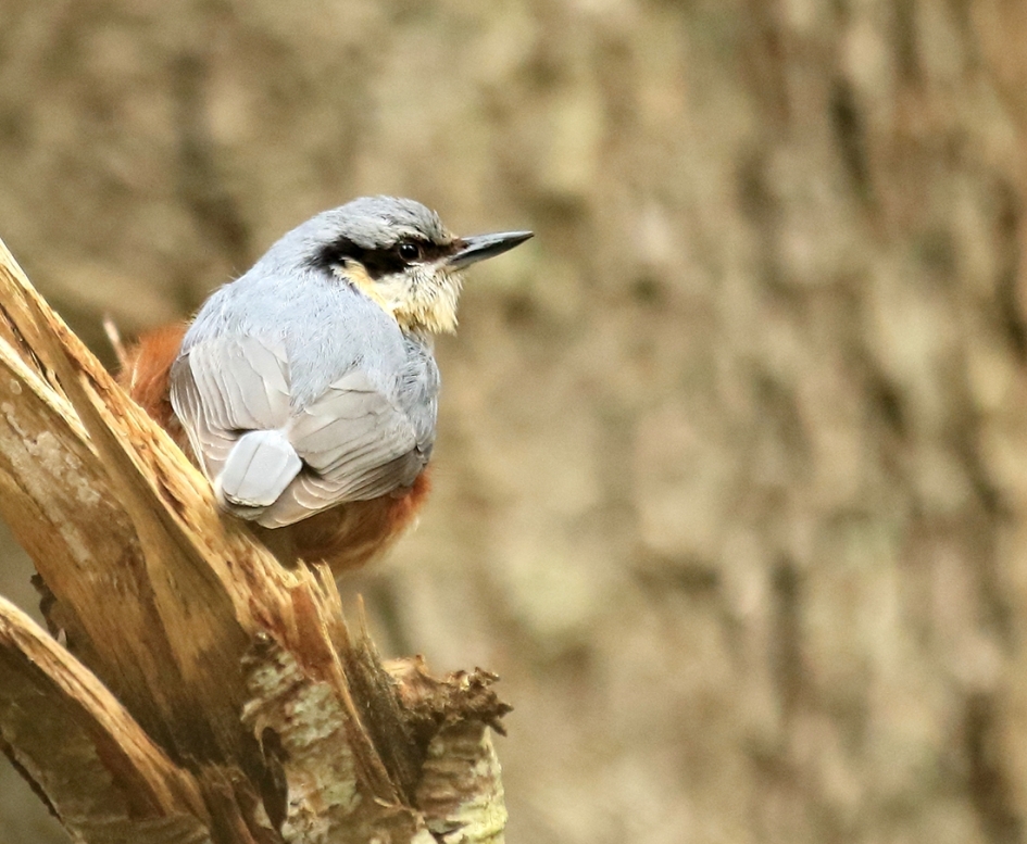 boomklever - Vogels - 