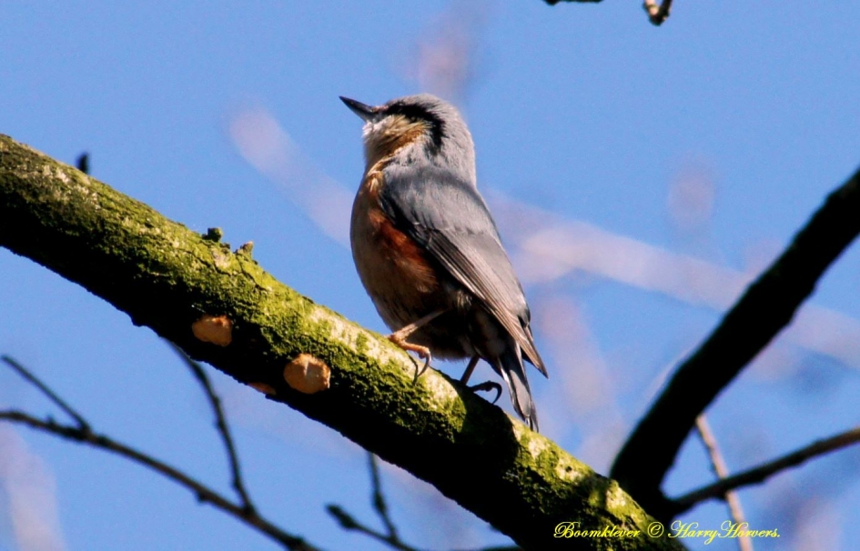 Boomklevertje - Vogels - Boomklevertje