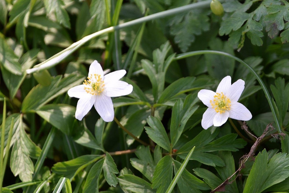 Bosanemoon - Planten - 