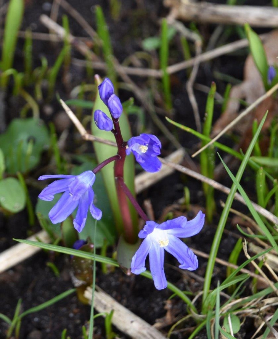 Sterhyacint of sneeuwroem - Planten - 