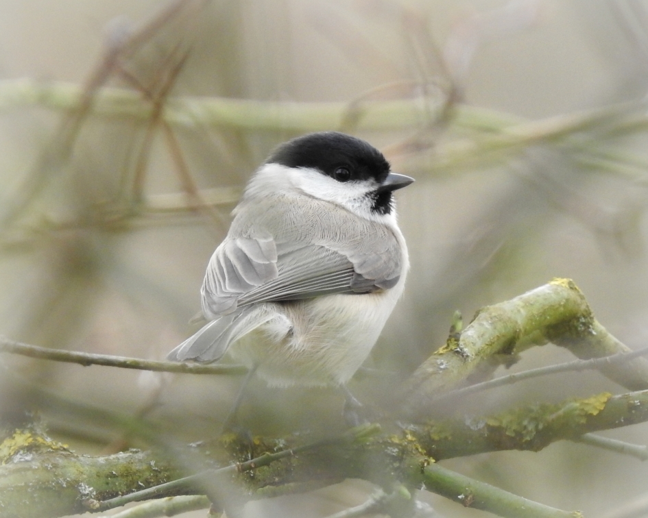 Bosvogel - Vogels - Glanskop