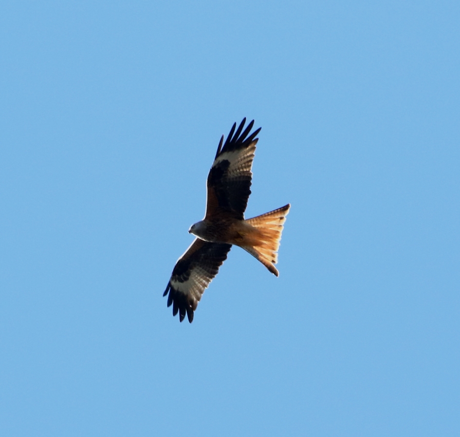 Boven ons huis. - Vogels - Rode Wouw