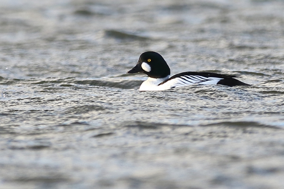 brilduiker -m- - Vogels - 