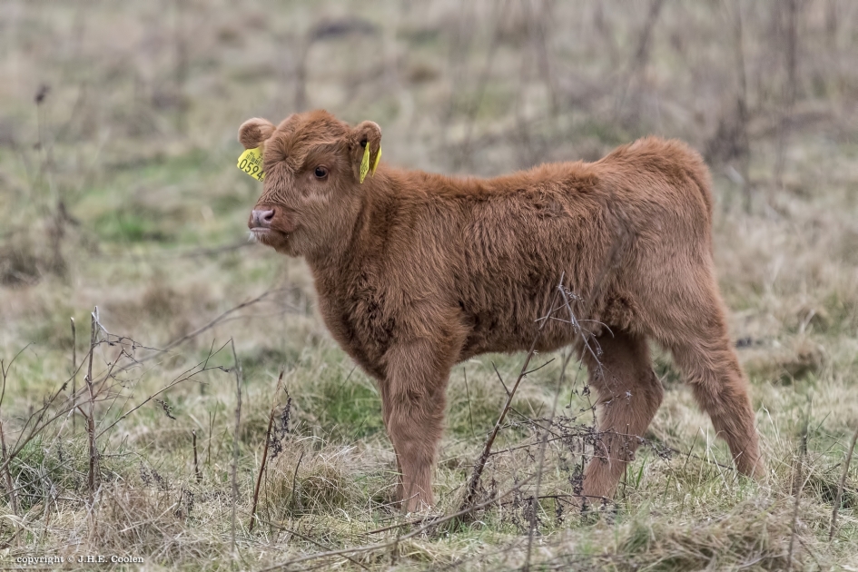 Bruin - Zoogdieren - Schotse hooglander