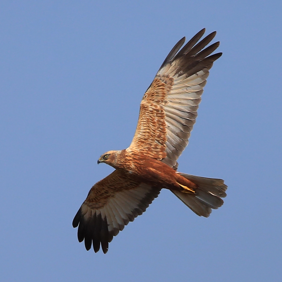 Bruine Kiekendief - Vogels - Bruine Kiekendief