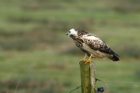 buizerd