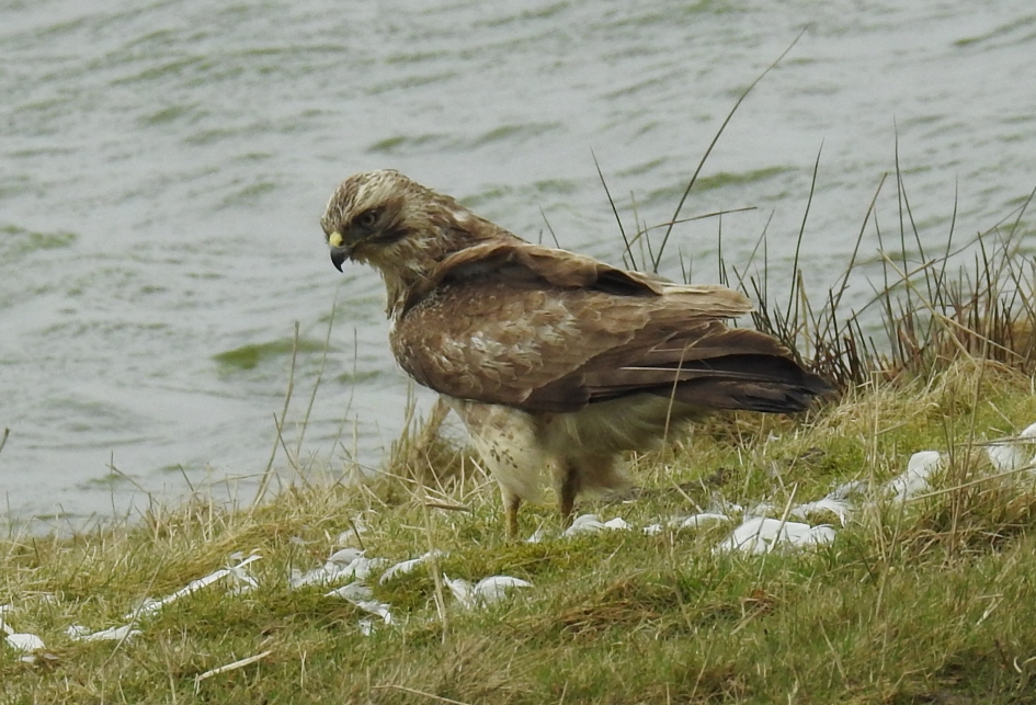 Buizerd is net uitgegeten. - Vogels - Buizerd