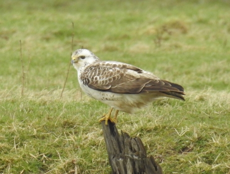Buizerd op een paal in de harde wind