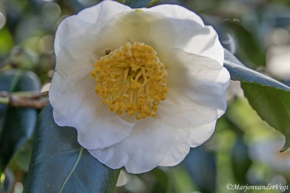 Camelia - Planten - Camelia