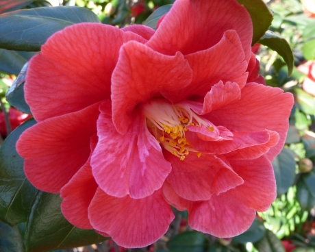 Camelia